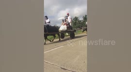 Couple Ride Buffalo To Wedding Ceremony In The Philippines