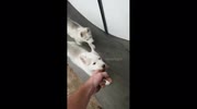 temp