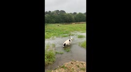 No floods will stop these dogs from play day in the UK