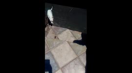 Chihuahua takes on freak beetle