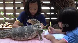 Thai family has a massive pet monitor lizard