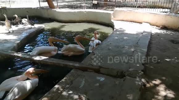 Girls Exictement Live Feeding Backed Pink Pelican