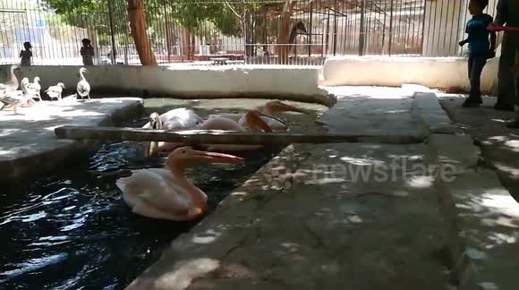 Boy Throwing Fishes To Hungry Pink Pelican