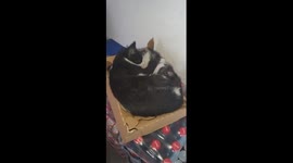 two cat's best friends hug hugely and don't pay attention to distractions and summons.the story was filmed in a small Bosnian town called Kladanj