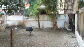 Black African Emu Raised In African Zoos