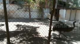 Black African Emu Morning Shift In Zoo