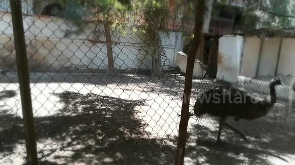 Black African Emu Morning Shift In Zoo