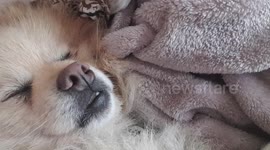 Toypom snoring
