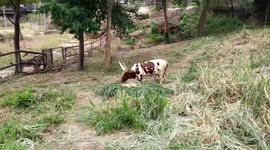 Shy Baby Ankole-Watusi Calf Nuzzles Its Mother