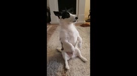 ADORABLE dog, just chilling and vibing out like he loves to do!