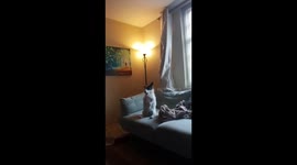 Badger genuinely just sits like this for 90% of the day