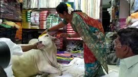 Bovine Guest: Stray cow becomes clothing shop mascot after repeatedly paying visit for a nap in India