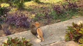 Sweet moment tiny monkey is captured putting its arm around kitten