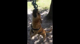 This dog loves his rope swing toy so much he starts to sound like a dinosaur