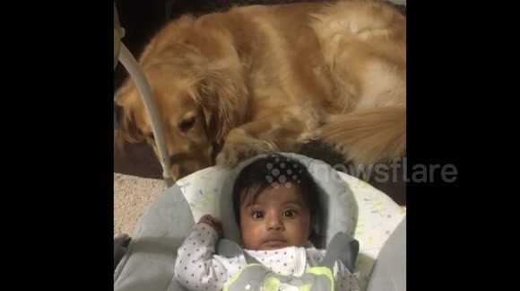 golden retriever rocking baby