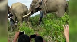 Wild elephant branded 'bin Laden' after killing five people in 72 hours caught in northeast India