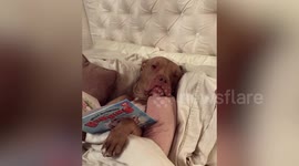 Meet the pampered dog who lives a life of luxury!