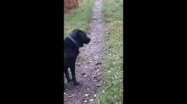 Dog walker stunned to see massive rhea strolling through UK forest
