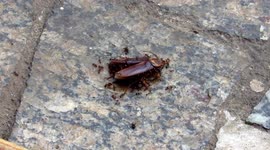 Time Lapse: The Disassembly of Life (Cockroach)