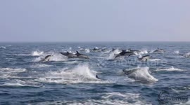 Stampede of dolphins captured off California coast