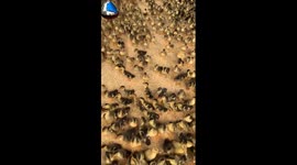 The man trained the ducklings with his sound.