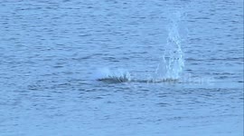 Slow mo, seal playing at Thamesmead.