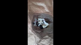 Shocking moment Greek man discovers 11 newborn puppies dumped in bin