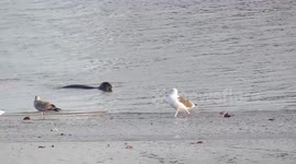 Seals at play, at Thamesmead.