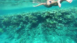 Snorkeling Adventure  In Sharks bay Red sea Egypt
