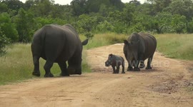 Baby rhino ‘challenges’ its father in Kruger National Park