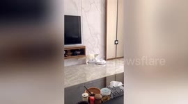 广东潮州  喜欢上扫地机的猫咪