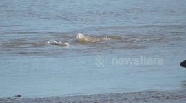 2 Seal having a domestic.