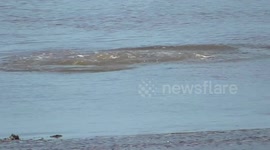 2 Male seals fighting.