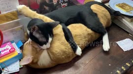 Love-struck cats hug and kiss each other