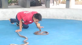 Tourist joins snake show with three king cobras in Thailand