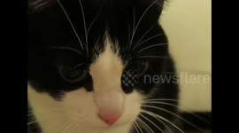 My cat shakes her hind paws to get rid of the cat litter