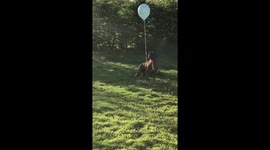 Boxer dog jumping for balloon