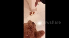 I’ll do anything for treats. Just give it to me!