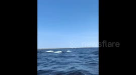 Almost getting knocked over in a kayak by a beluga whale