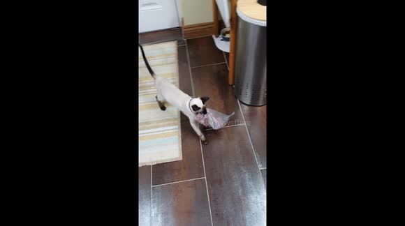 Audacious cat 'brings home the bacon' after claiming bag of meat and running off with it