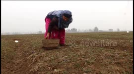 Untimely snowfall badly damages saffron crop in Indian state of Kashmir