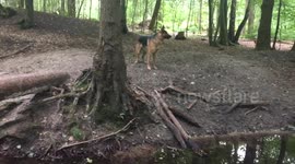 German Shepard enjoying his timeMy German Shepard enjoying his time out side home