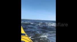 Kayak almost gets knocked over by a beluga whale in Canada