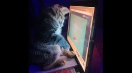 Kitten trying to catch fish