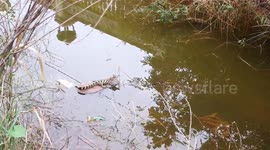 Adorable baby crocodile sparks panic after being seen in a stream floating on an old shoe