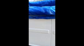 fish in artificial pond on jeep