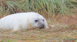 Grey seal colony draws visitors to annual spectacle in Lincolnshire, UK