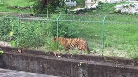 Royal Bengal Tiger