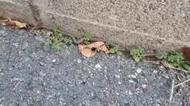 Animals - Spanish Snake