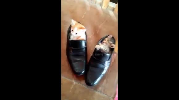 Curious kittens become literal 'pusses in boots' when they climb into owner's shoes
